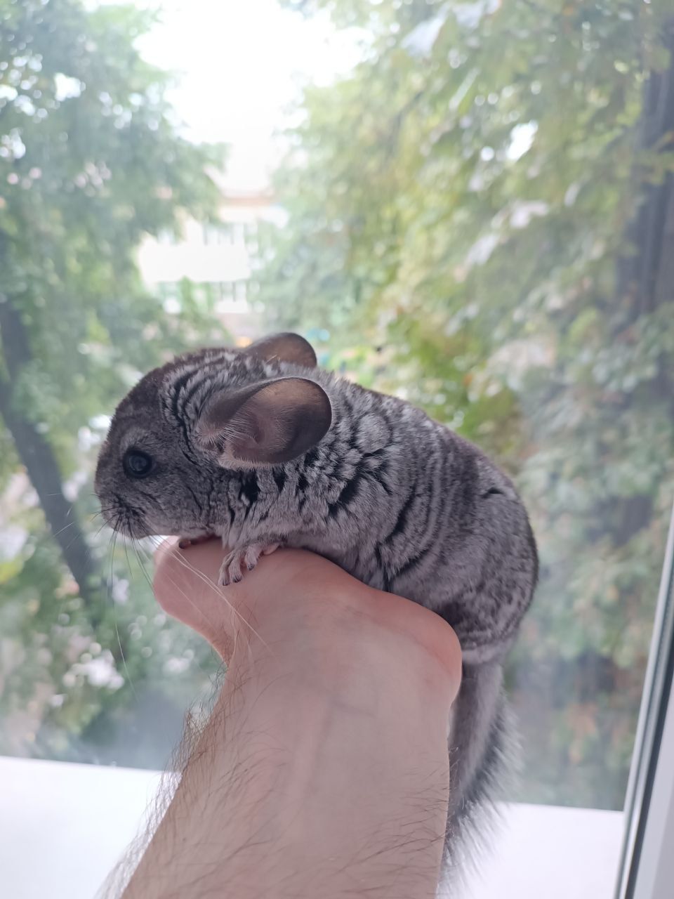 Шиншила класична, хлопчик