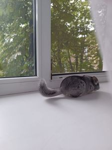 Шиншила класична, хлопчик