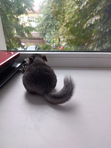 Шиншила класична, хлопчик