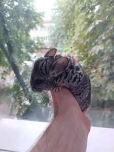 Шиншила стандарт, дівчинка