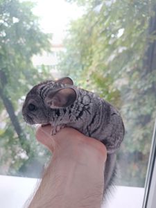 Шиншила класична, хлопчик