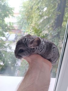 Шиншила класична, хлопчик