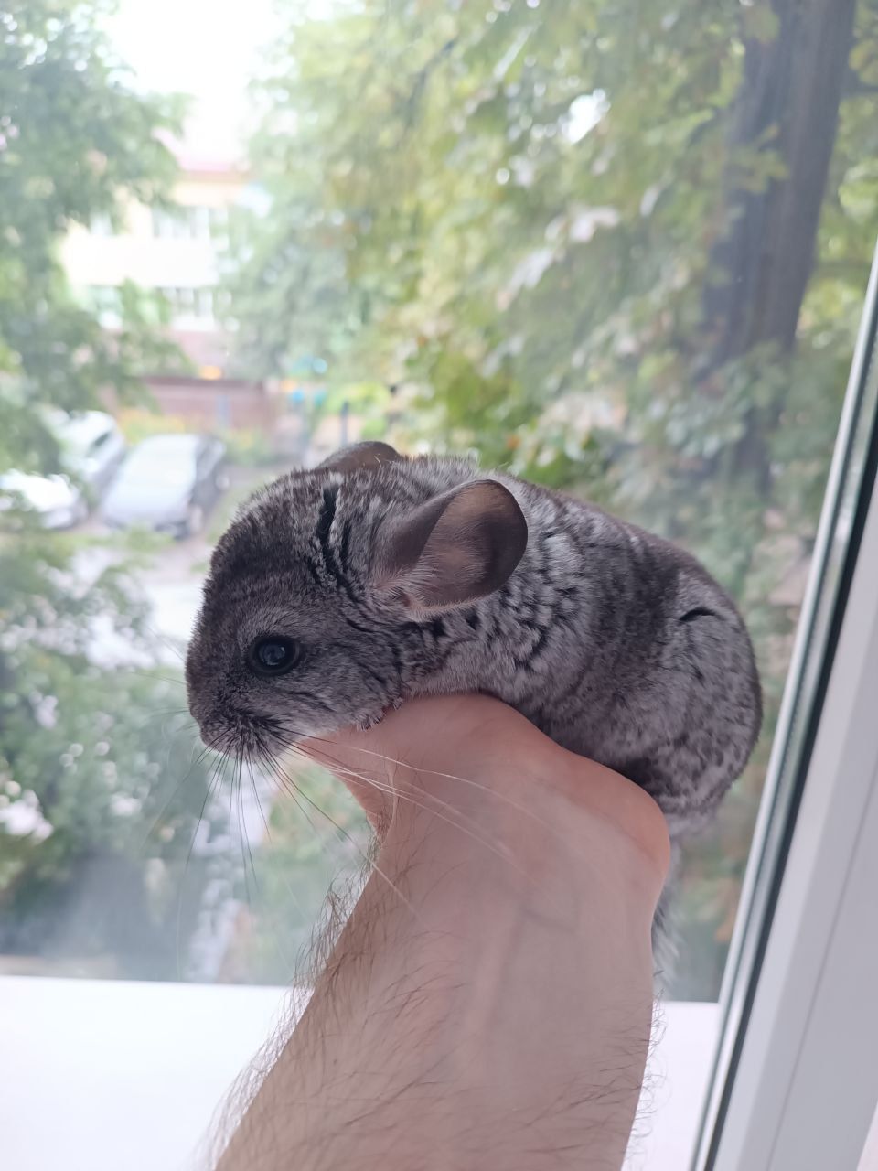Шиншила класична, хлопчик