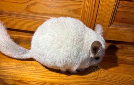 Шиншиллёнок Белый Сапфир