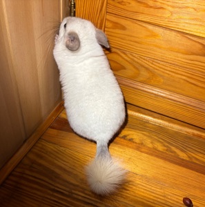 Шиншиллёнок Белый Сапфир