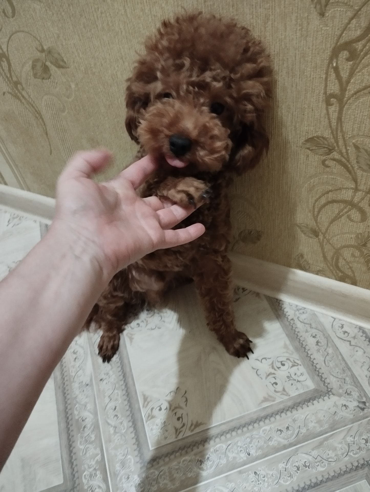 Мальтипу малышка
