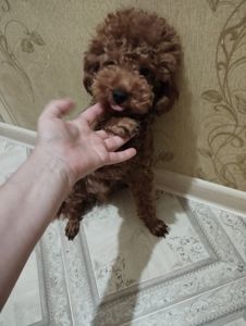Мальтипу малышка