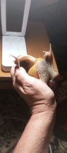 Ахатина Фулика