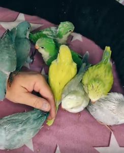 Каліта монах квакер