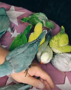 Каліта монах квакер