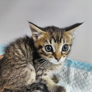 Доллі