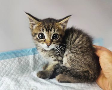 Доллі