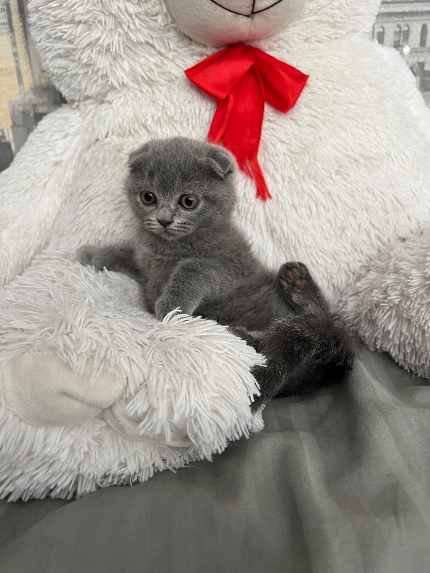 Кошенята скотіш фолд та скотіш страйт