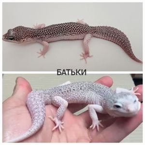 Еублефар