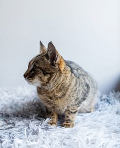 Меліса