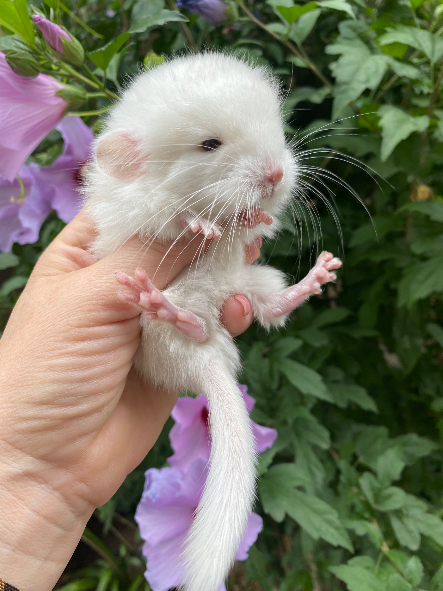 Шиншилла девочка