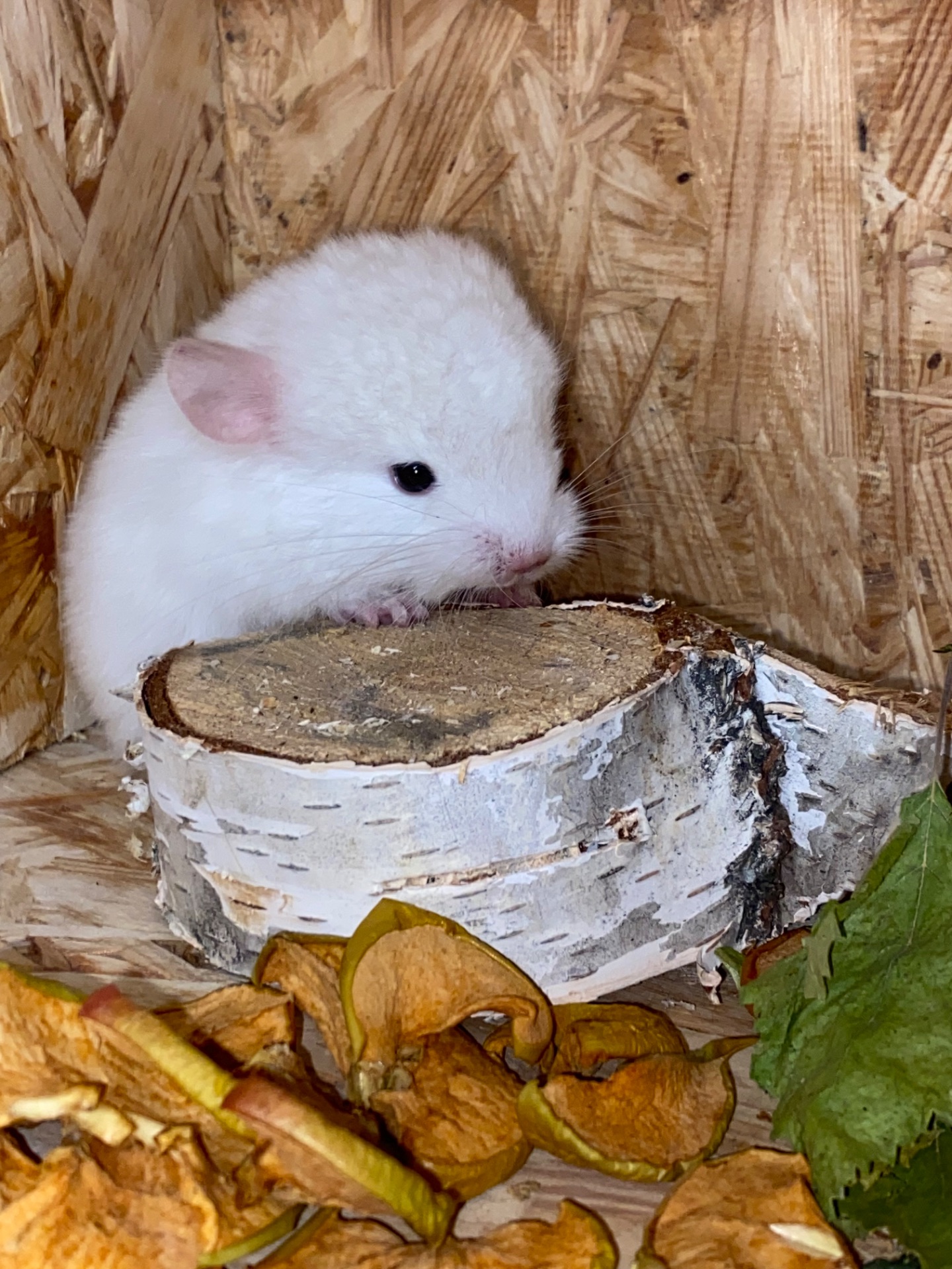 Шиншилла девочка