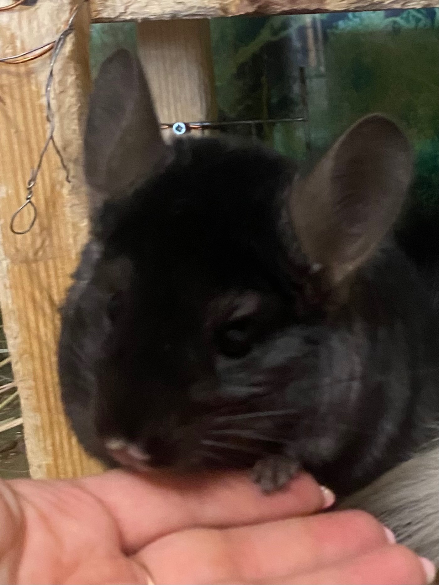 Шиншилла хлопчик