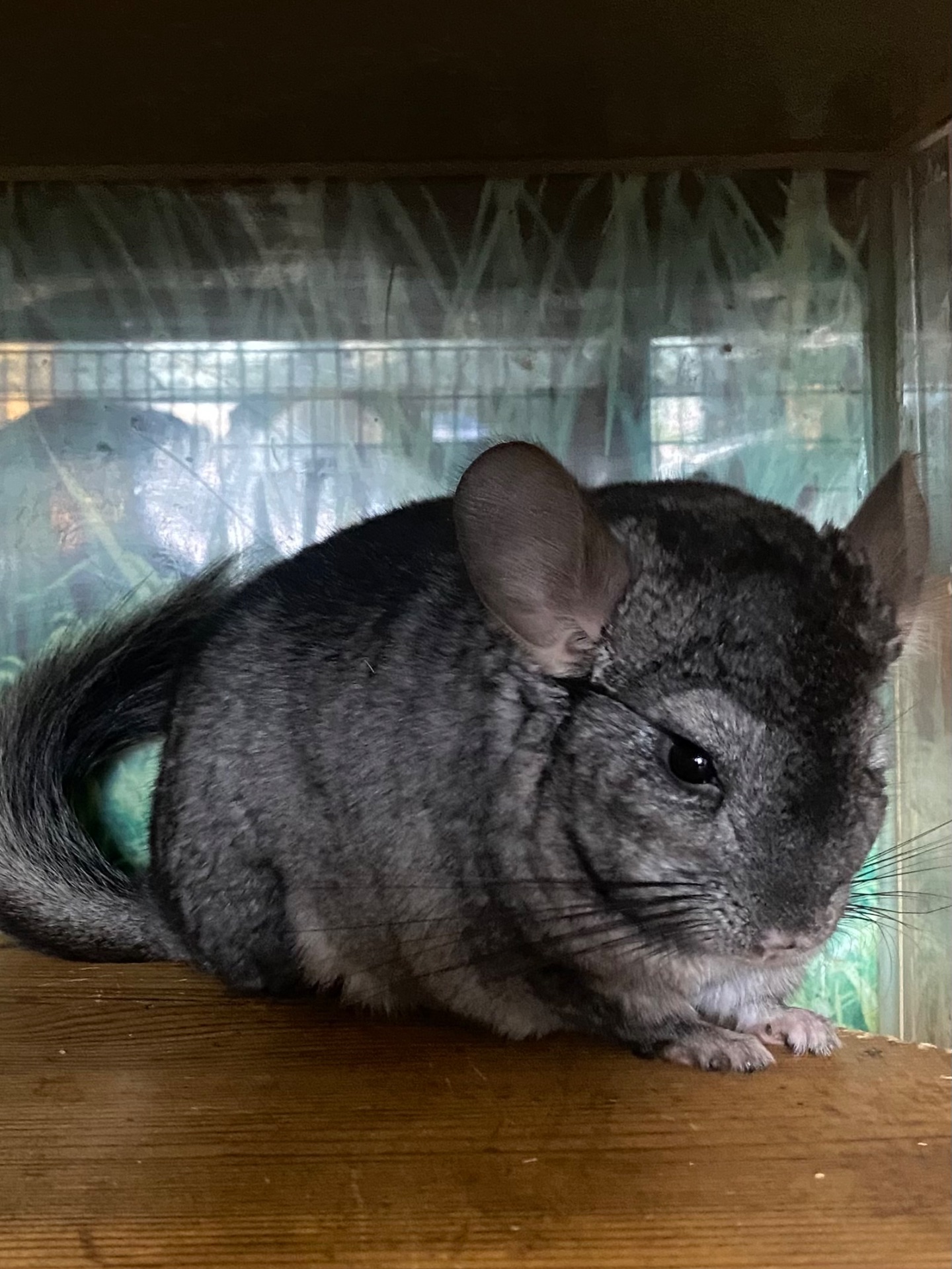 Шиншилла хлопчик ебоні