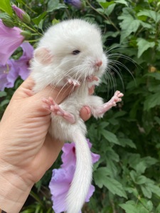 Шиншилла девочка