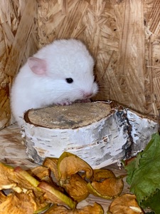 Шиншилла девочка