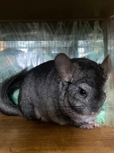 Шиншилла хлопчик ебоні