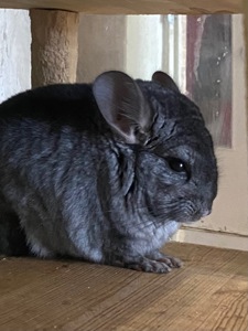 Шиншилла хлопчик ебоні