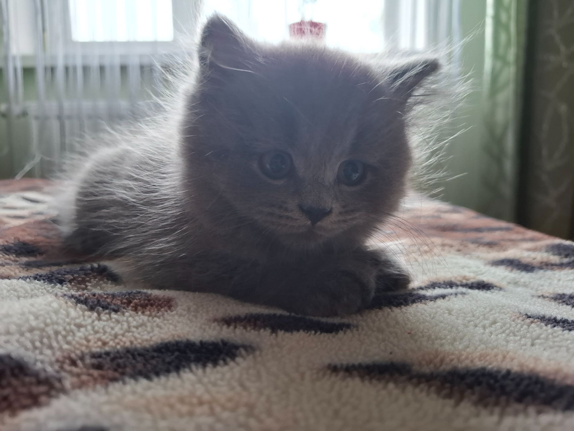 Британці короткошерсті плюшеві