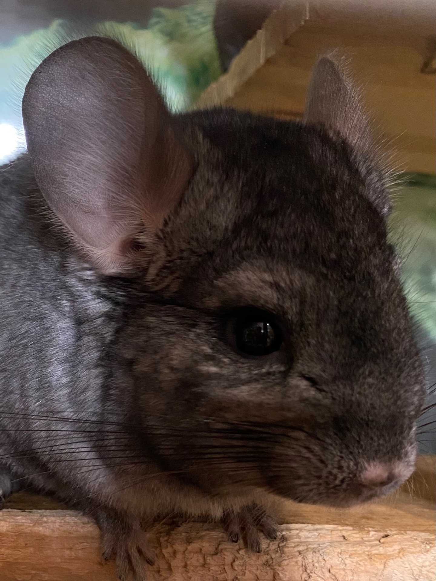 Шиншилла хлопчик ебоні