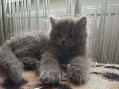 Британці короткошерсті плюшеві