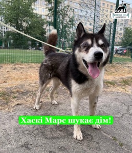 Хаскі Марс шукає дім
