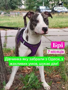 Амстафф Брі 7 місяців