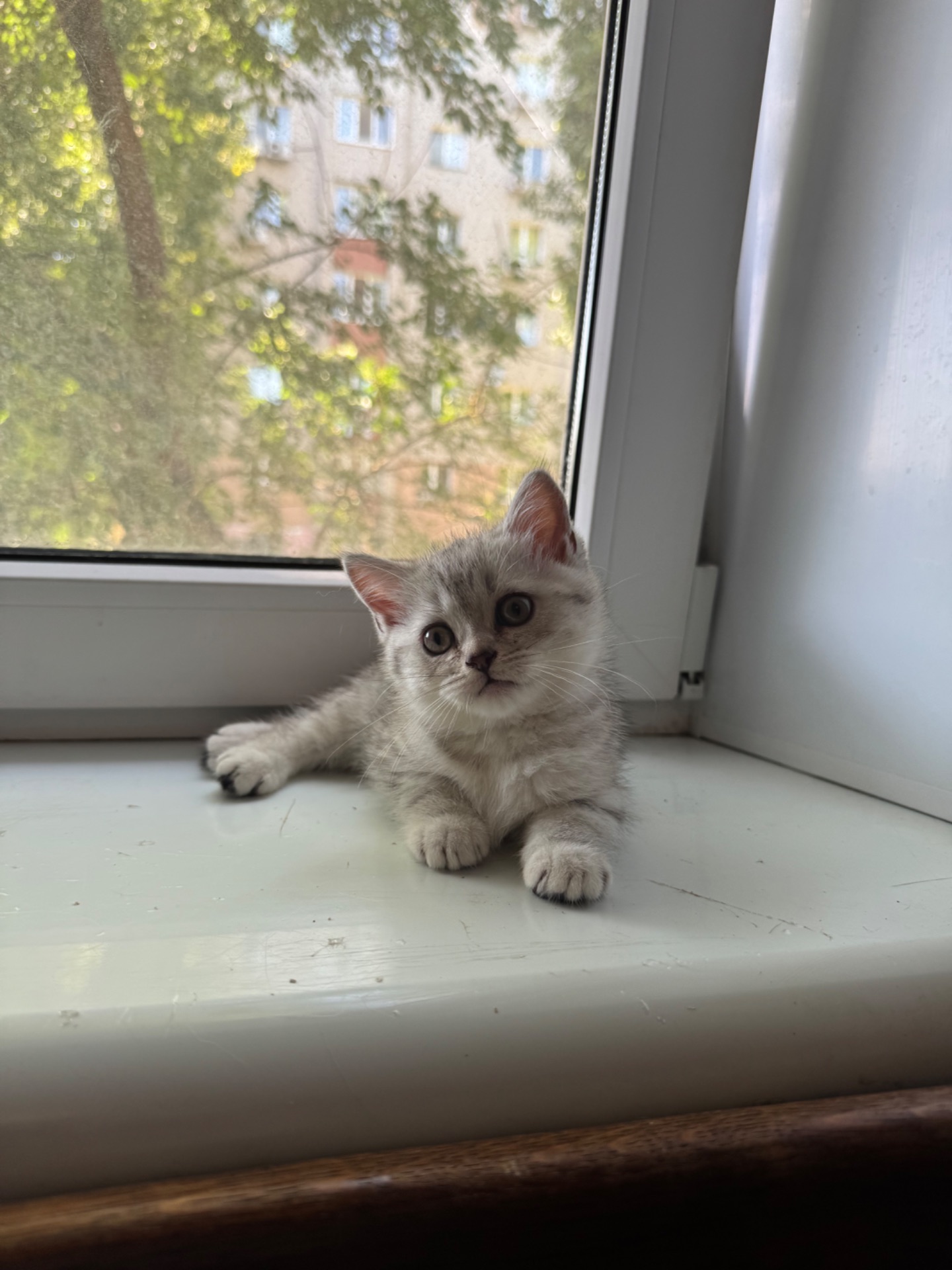 Кошенята британки