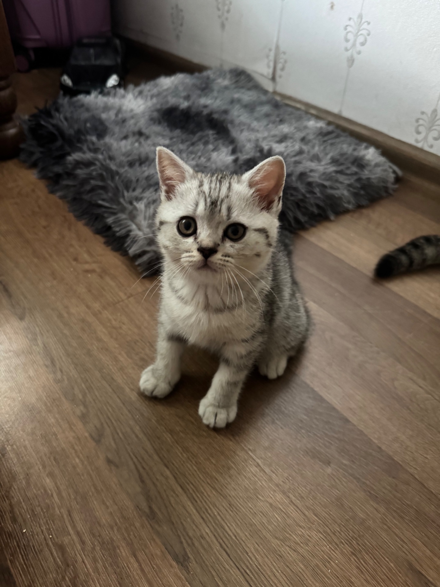 Кошенята британки