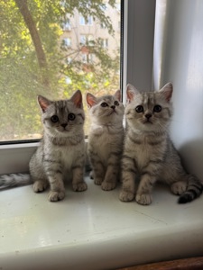 Кошенята британки
