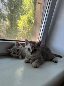 Кошенята британки