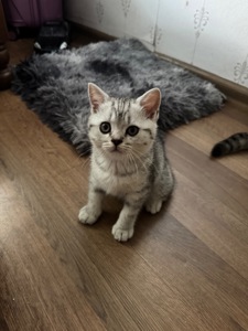Кошенята британки