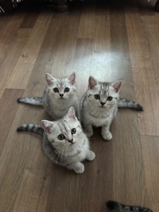 Кошенята британки