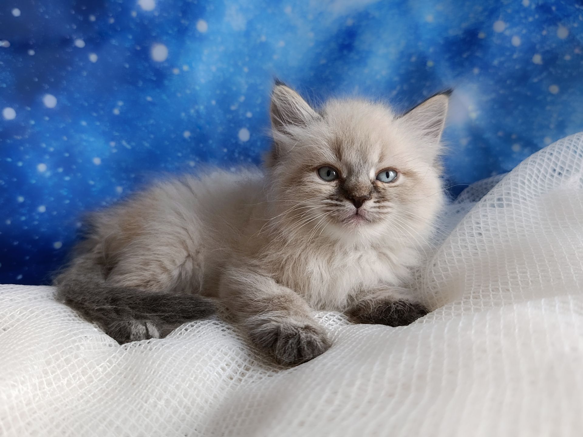 Милий клубний невський маскарадний хлопчик Alshain