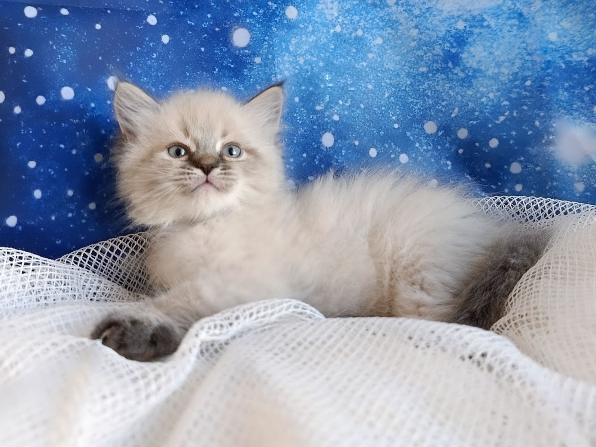 Милий клубний невський маскарадний хлопчик Alshain