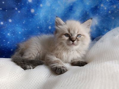 Милий клубний невський маскарадний хлопчик Alshain