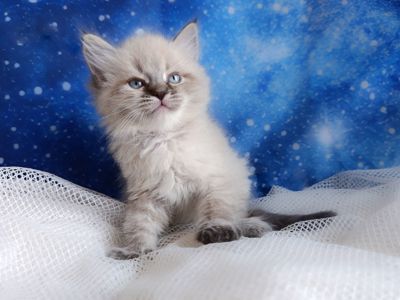 Милий клубний невський маскарадний хлопчик Alshain