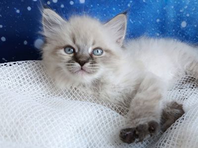Милий клубний невський маскарадний хлопчик Alshain