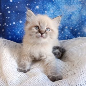 Милий клубний невський маскарадний хлопчик Alshain