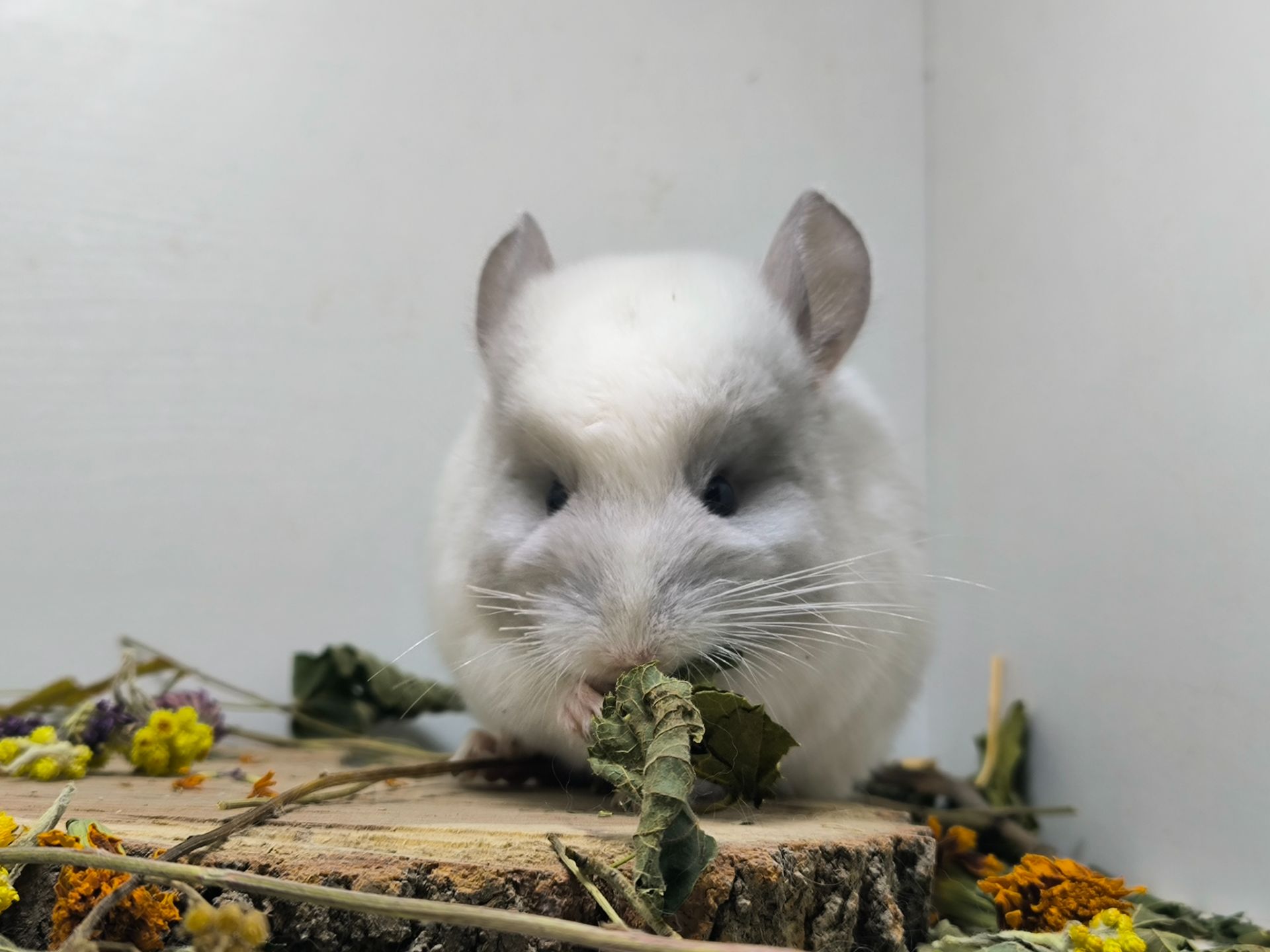 Гарний білий хлопчик шиншилка