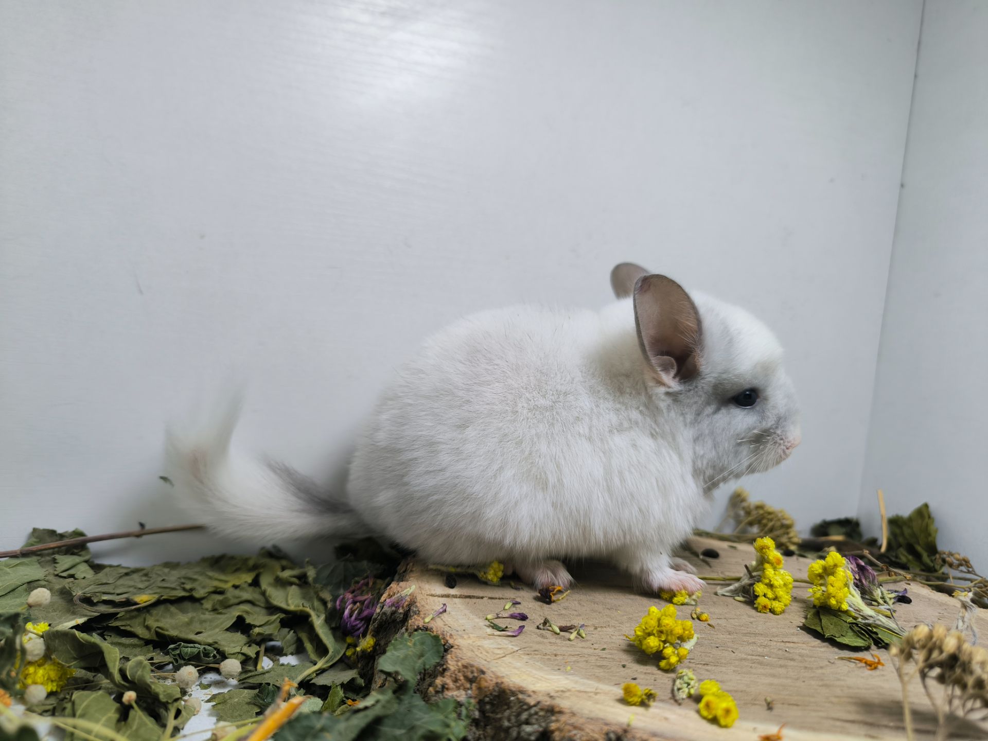Гарний білий хлопчик шиншилка