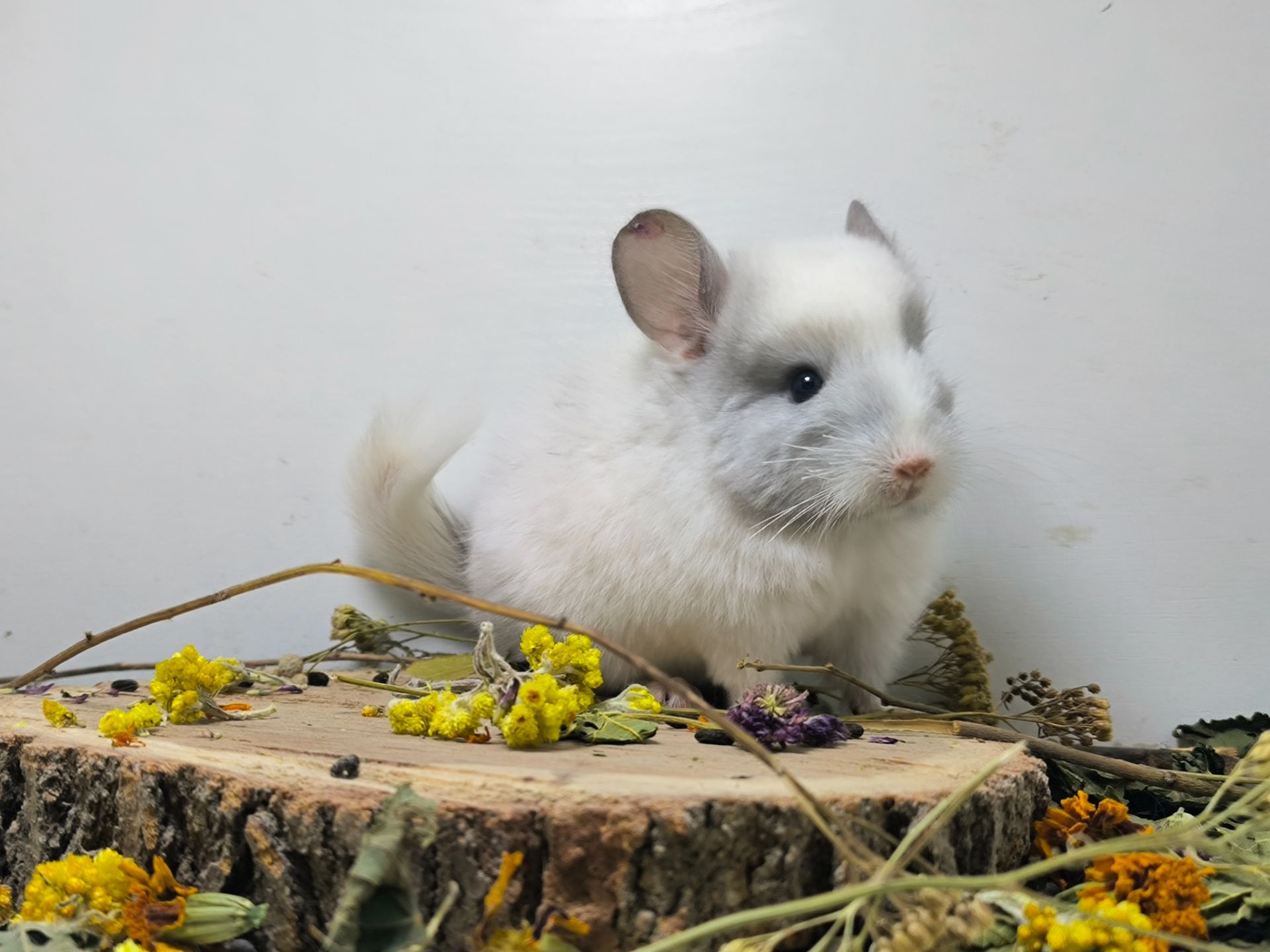 Гарний білий хлопчик шиншилка