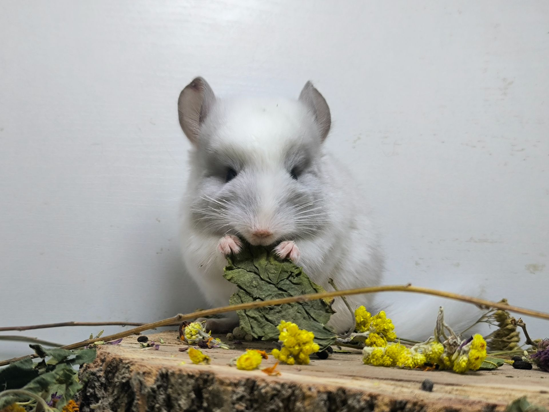 Гарний білий хлопчик шиншилка