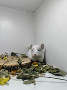 Гарний білий хлопчик шиншилка