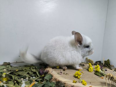 Гарний білий хлопчик шиншилка